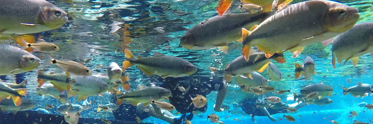Aquário Natural - Flutuação espetacular entre peixes
